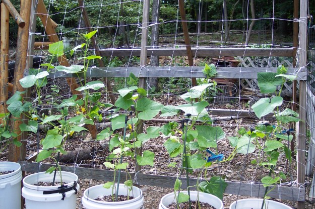 Cucumbers growing in 5 gal buckets on trellis, no longer on deck