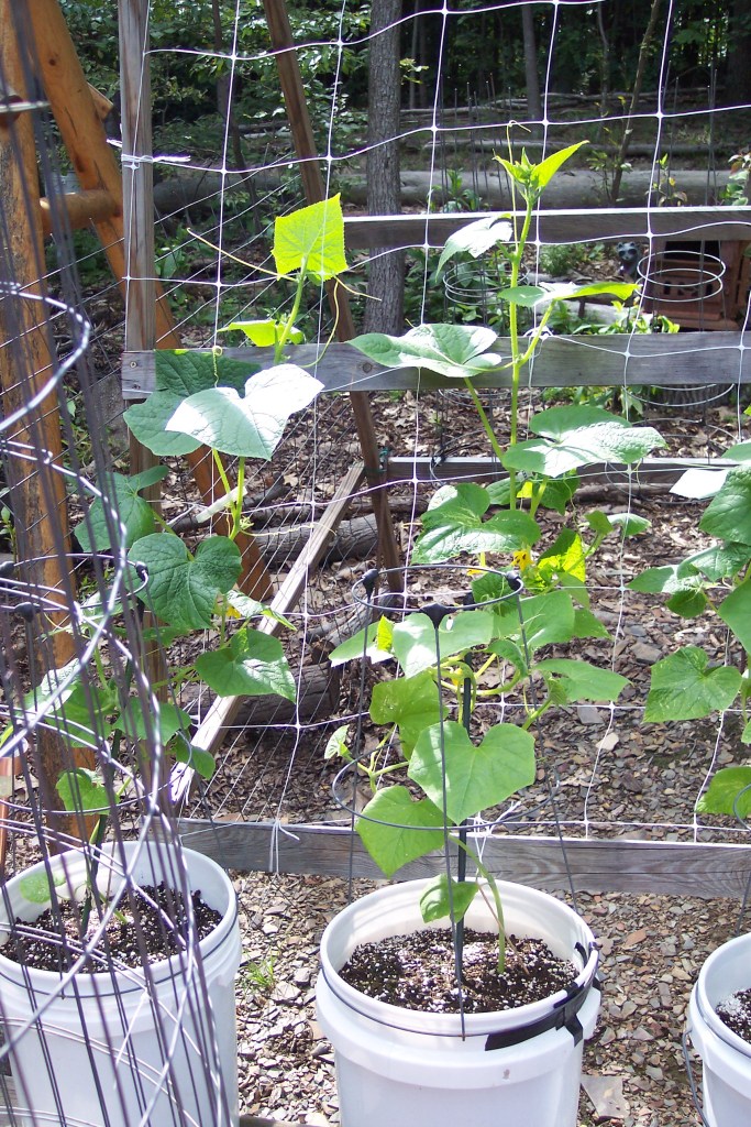Cucumbers growing in 5 gal buckets on trellis, no longer on deck
