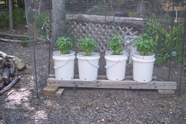 Basil just starting to grow in the 5 gal buckets