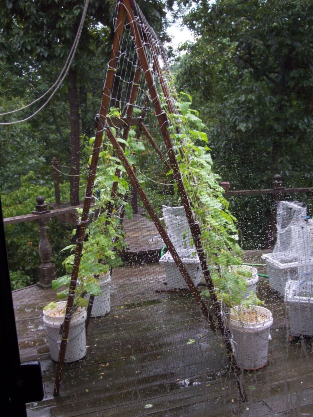 Cucumbers growing on the deck, in 5 gal buckets, on a trellis