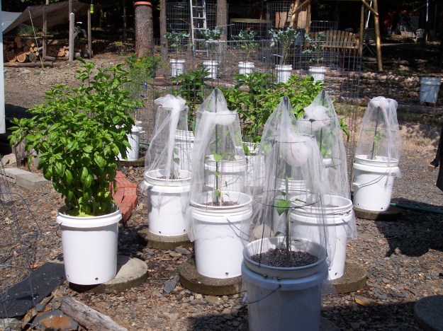 Basil and peppers growing in 5 gal buckets