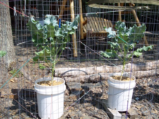 Broccolli growing in 5 gal buckets