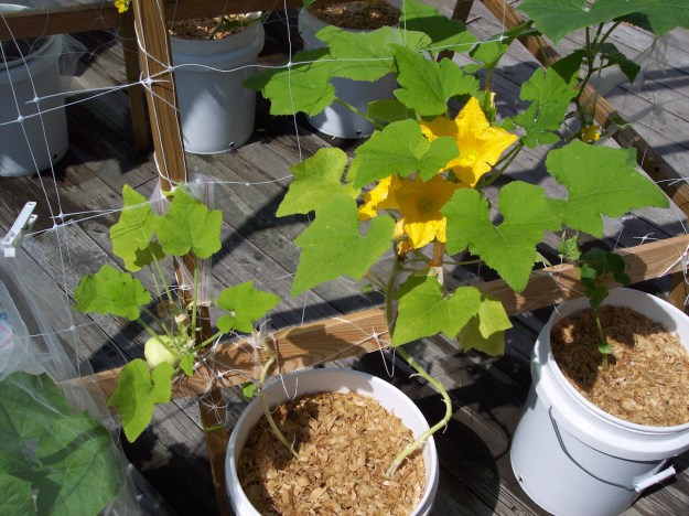 Pattypan squash direct deeded in 5 gallon buckets on a trellis on the deck