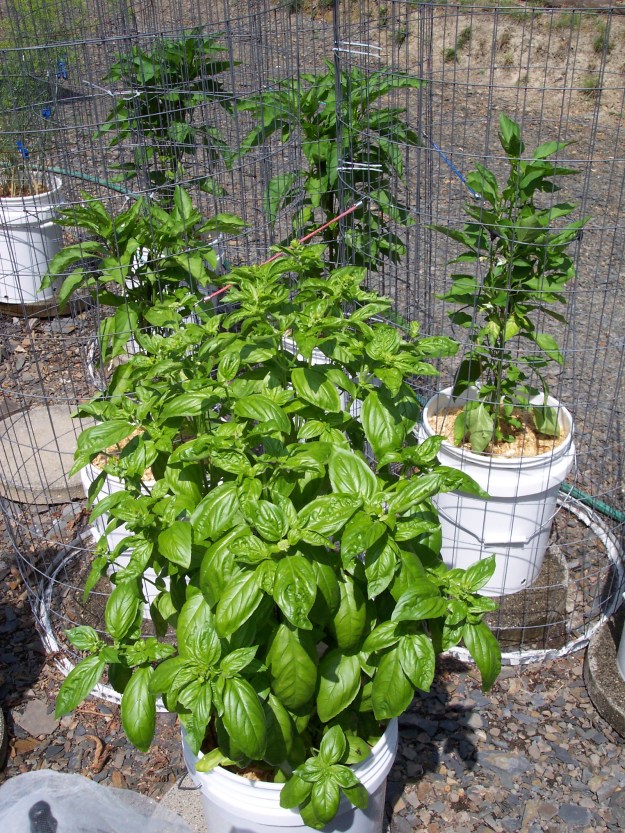 Basil in front and peppers grown in 5 gal buckets