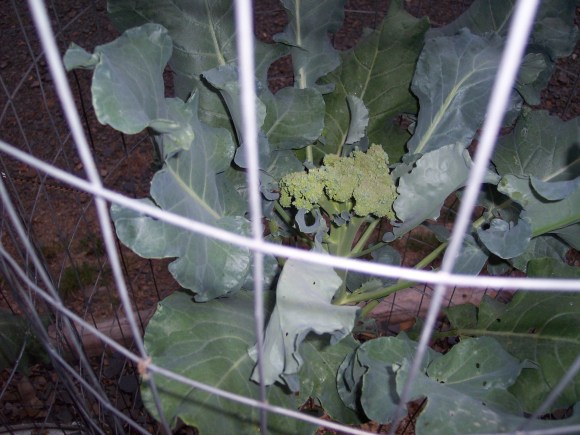 Young broccoli that grew to harvest size in a 5 gal bucket