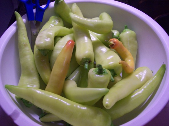 One harvest from Banana peppers grown in a 5 gal bucket