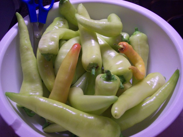 One harvest from Banana peppers grown in a 5 gal bucket