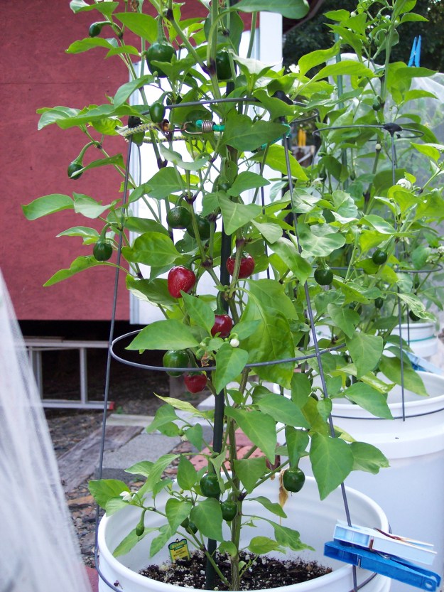 Cherry bomb hot peppers in a 5 gal bucket