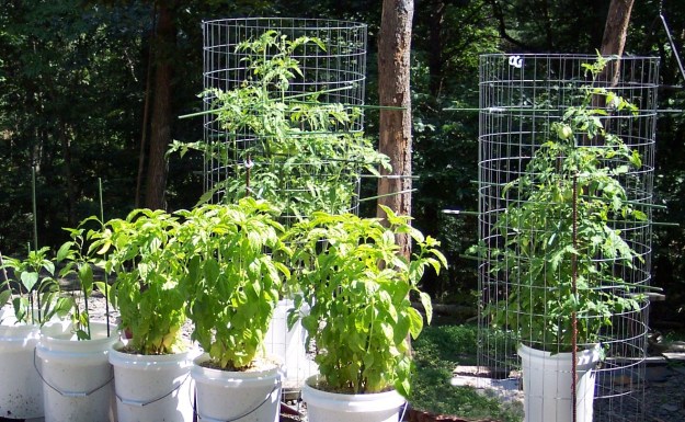 tomatoes, peppers, basil