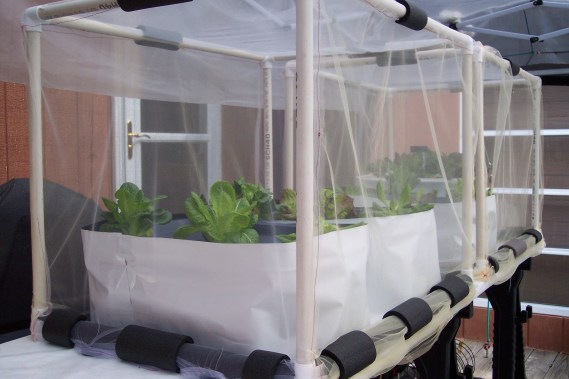 Hydroponic lettuce starting to grow- outside on the deck, in PVC cages with netting covers and plastic canopy over all
