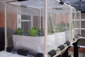 Hydroponic lettuce starting to grow- outside on the deck, in PVC cages with netting covers and plastic canopy over all