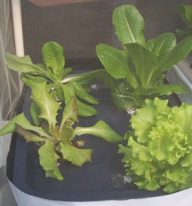 Romaine & Summer Crisp lettuce starting to grow in a hydroponic container, covered, on the deck
