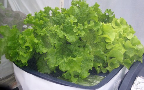 UPDATE 2 weeks after planting in hydroponic containers- Green Leaf Lettuce growing in a hydroponic container on the deck