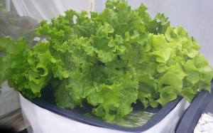 UPDATE 2 weeks after planting in hydroponic containers- Green Leaf Lettuce growing in a hydroponic container on the deck