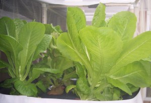 UPDATE 2 weeks after planting in hydroponic containers- Romaine Lettuce growing outside in hydroponic containers on the deck