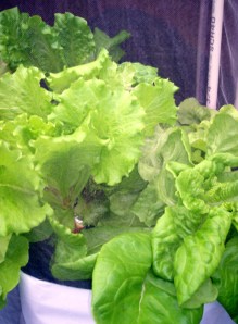 UPDATE 2 weeks after planting in hydroponic containers- Romaine and Summer Crisp Lettuce growing outside in hydroponic containers on the deck