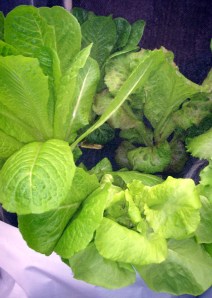 UPDATE 2 weeks after planting in hydroponic containers- Romaine and Summer Crisp Lettuce growing outside in hydroponic containers on deck