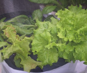 UPDATE 2 weeks after planting in hydroponic containers- Summer Crisp lettuce in hydroponic containers on the deck