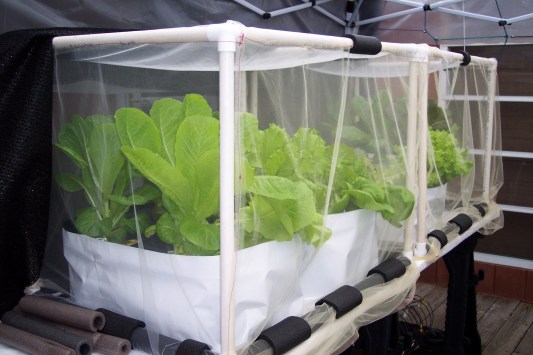 UPDATE 2 weeks after planting in hydroponic containers- Romaine lettuce in their cages & netting & in hydroponic containers on the deck