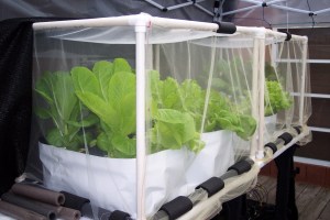 UPDATE 2 weeks after planting in hydroponic containers- Romaine lettuce in their cages & netting & in hydroponic containers on the deck