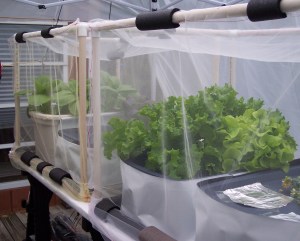 UPDATE 2 weeks after planting in hydroponic containers- Green leaf lettuce in a container on the deck, in PVC cages with netting over