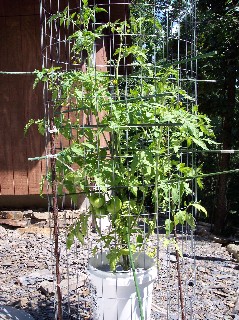 Abe Lincoln tomato in a 5 gal bucket