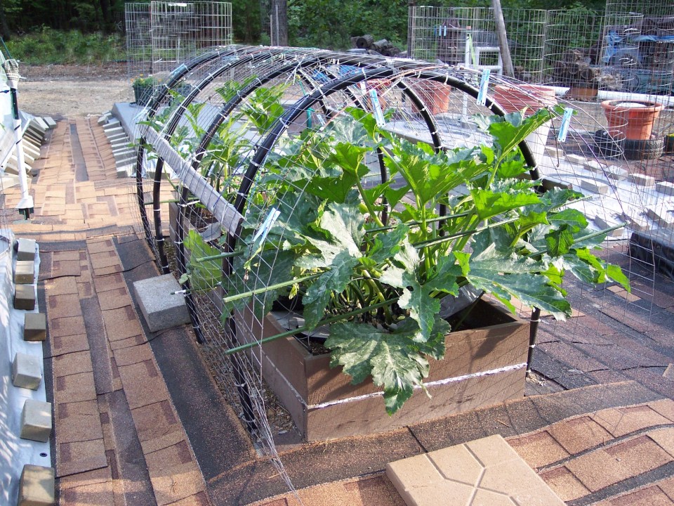 Zucchini in bed, cover made from fence wire and well water tubing