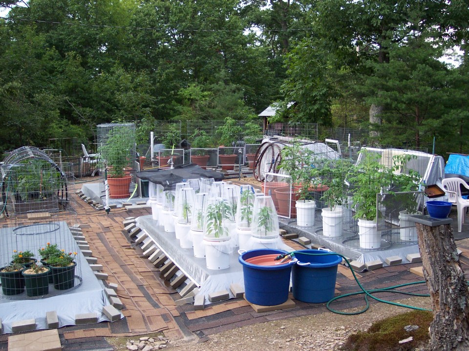 The bridal veil netting is for insect protection, the cages are because the garden is in the middle of 20 acres of forest, the used shingles are for the weeds, the bricks hold down the tarps that cover the wooden pallets that the pots sit on