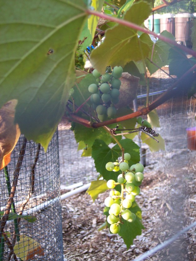 Grapes near harvest time