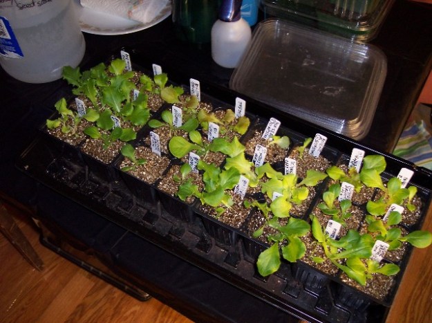 Lettuce seedlingsto be planted in window boxes & soil