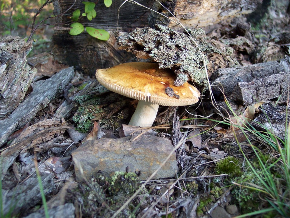 mushrooms Aug 07 001