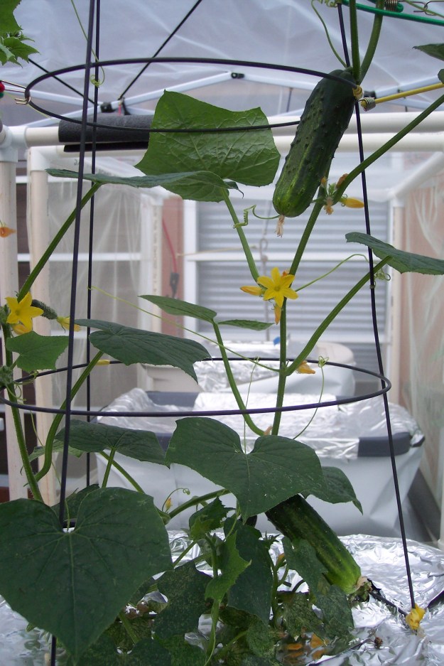 The H-19 Little Leaf pickling cucumber closer up, as of September 7, 2014.