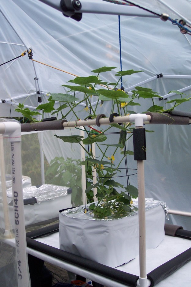 H-19 Little Leaf Cucumber in a 10 gallon Hydroponic bin, as of Sept 7, 2014