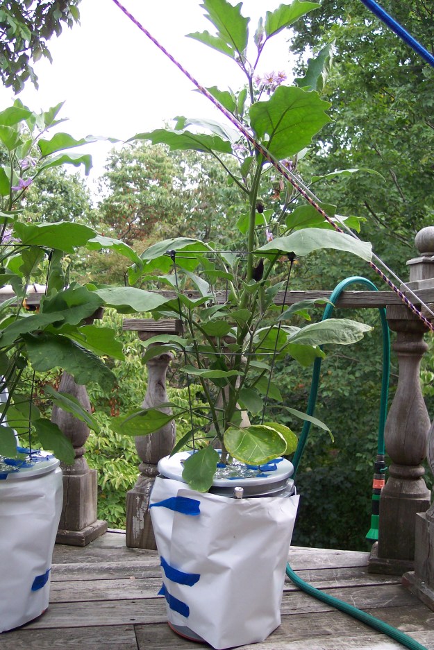 Hansel & Gretel Eggplants as of September7th, 2014