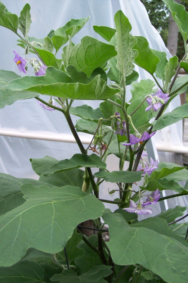 Gretel Eggplant as of Sept 7, 2014