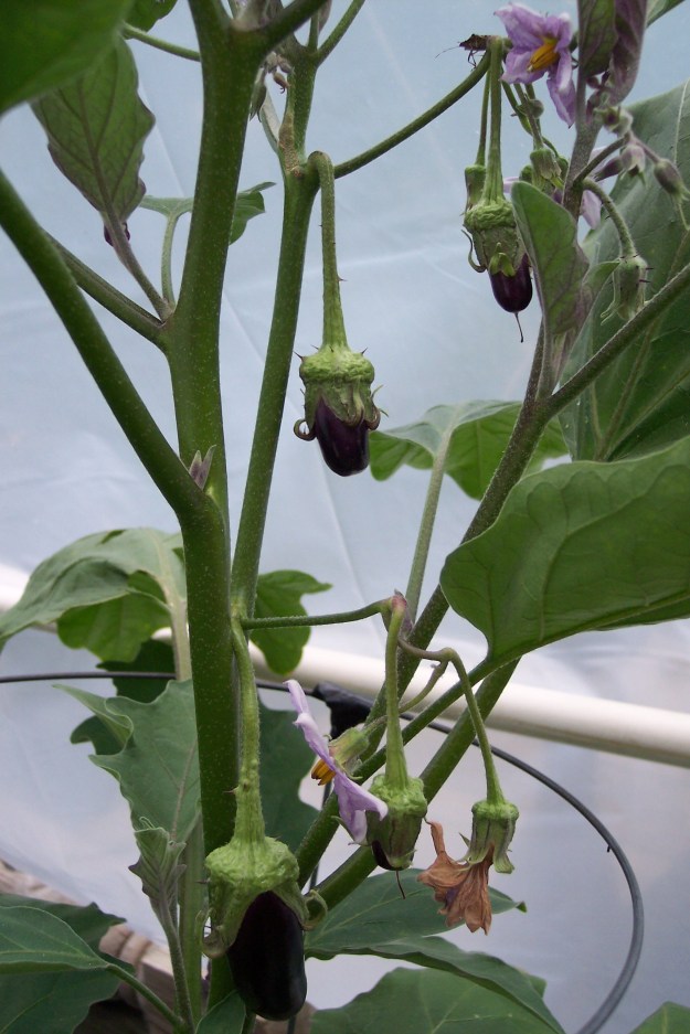 Hansel Eggplant as of Sept 7, 2014