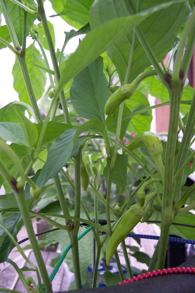 Boris Pepper as of September 7, 2014