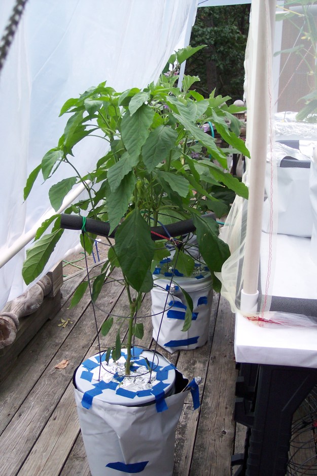 Pepper & eggplants in 5 gallon buckets as of Sept 7, 2014