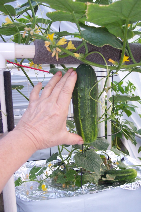 H-19 Little Leaf Cucumber Sept 22, 2014 still juicy & firm, even at this size.