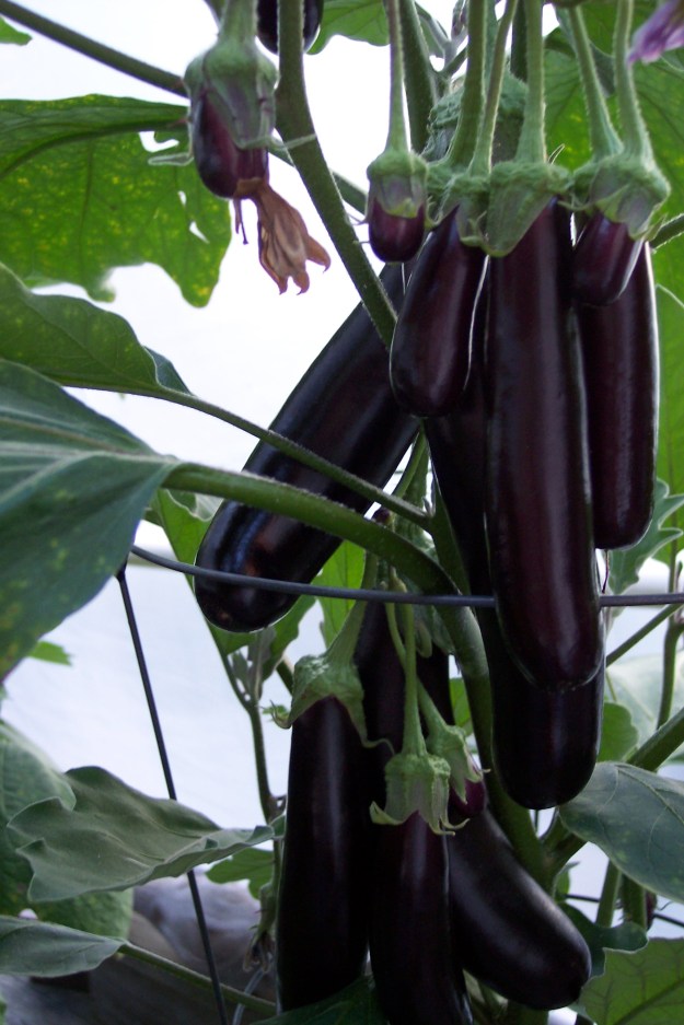 Hansel eggplant Sept 22, 2014
