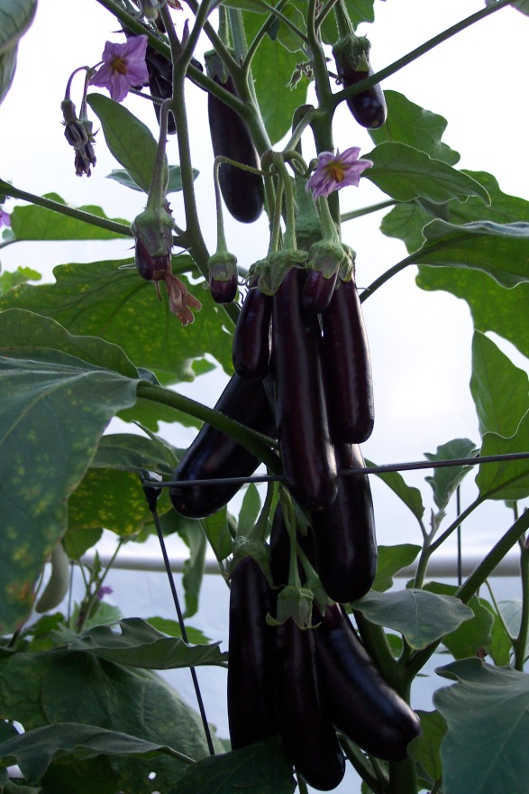 Hansel Eggplant, loaded with eggplants of all sizes