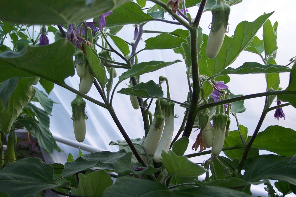 Gretel Eggplant Sept 22, 2014, still smaller than Hansel, but producing many eggplants
