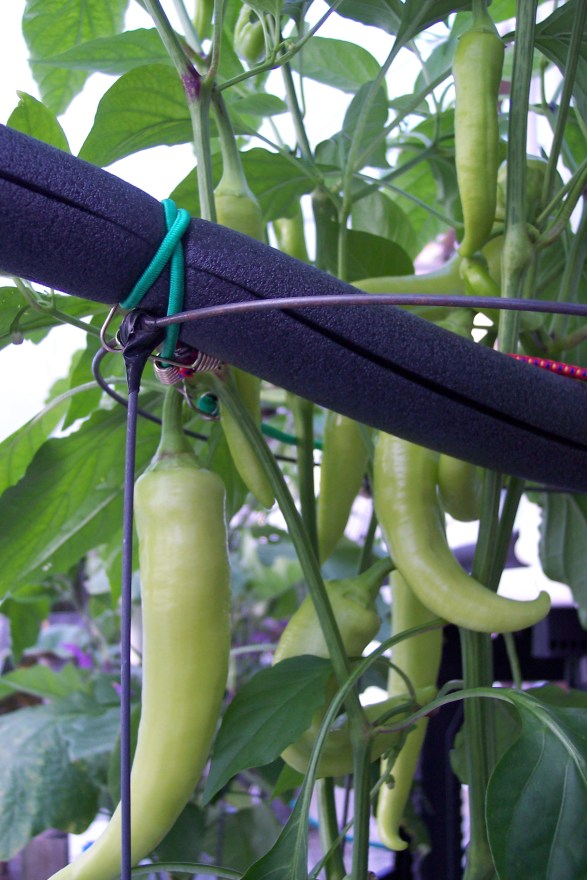 Boris pepper Sept 22, 2014. The foam is just helping hold up the plant against the round tomato cage's legs that go through holes drilled in the bucket net cup rim cover. 