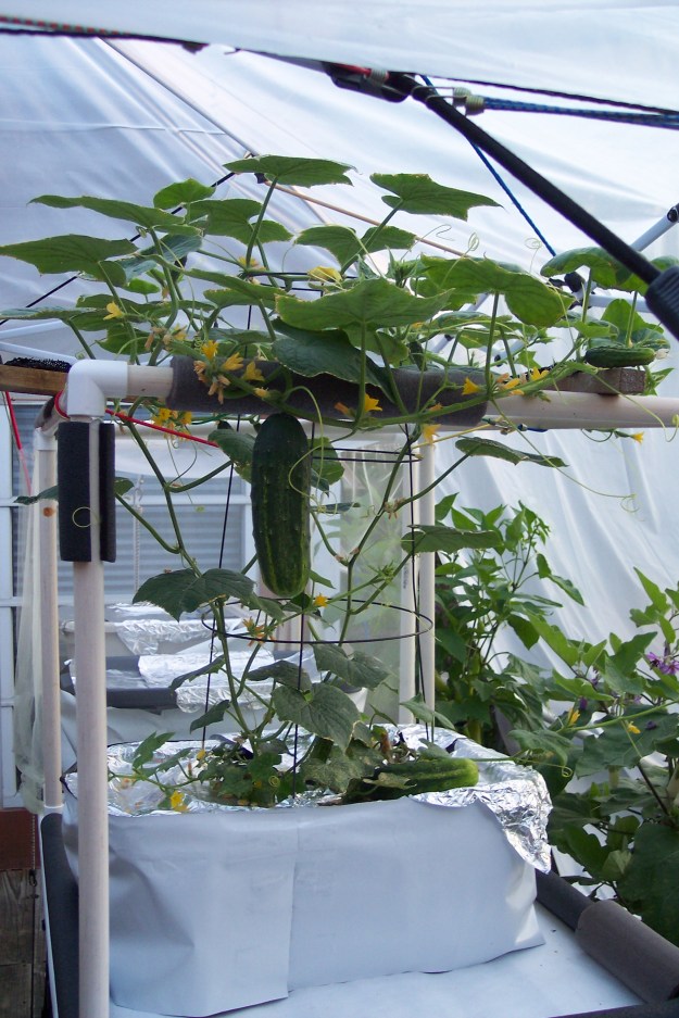 H-19 Little Leaf Cucumber in a 10 gallon bin / tote