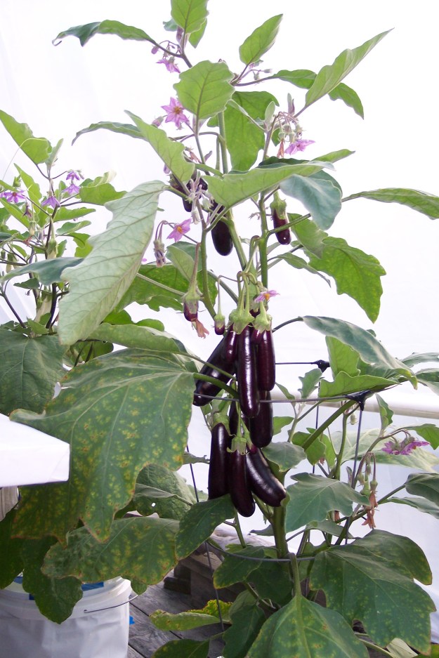 Hansel Eggplant Sept 22, 2014.  The spotted leaves are either from running out of nutrient solution or stink bug damage.